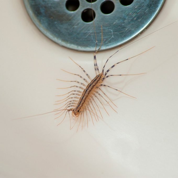 How to Get Rid of House Centipedes and Why You Shouldn’t Kill Them