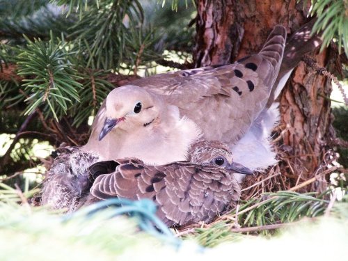 Mourning Dove Nests: The Fastest Nest Builders