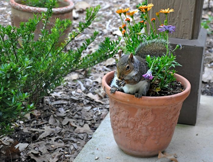 How to Keep Squirrels From Digging Up Flower Pots and Bulbs