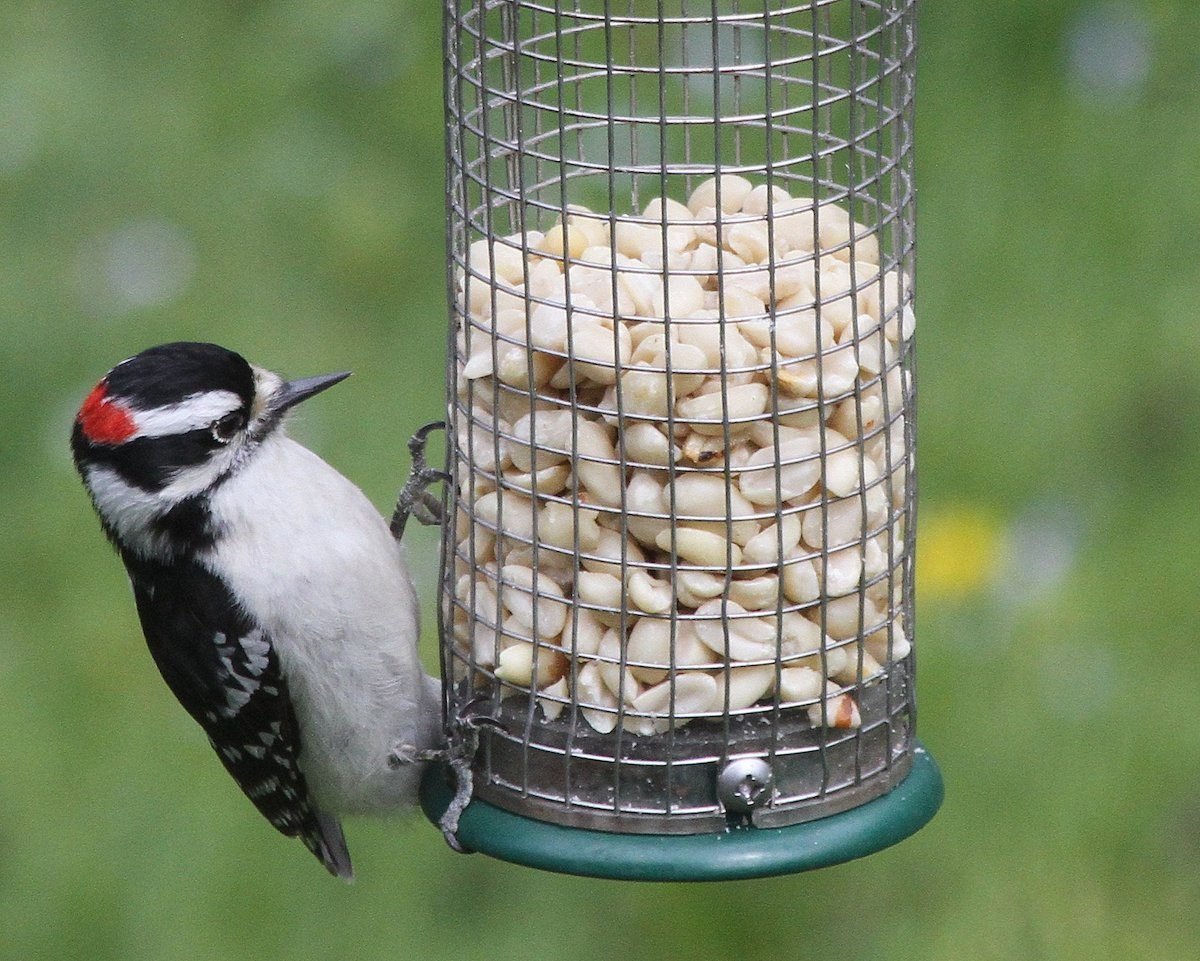 The Best Bird Feeders to Attract Birds - Flipboard