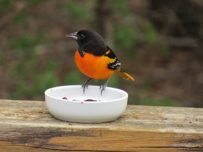 When Will Baltimore Orioles Arrive in Spring? - Birds and Blooms