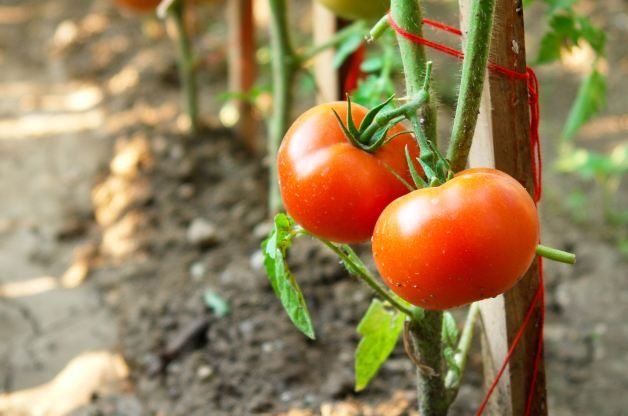 14 Top Tomato Growing Tips for the Ultimate Crop