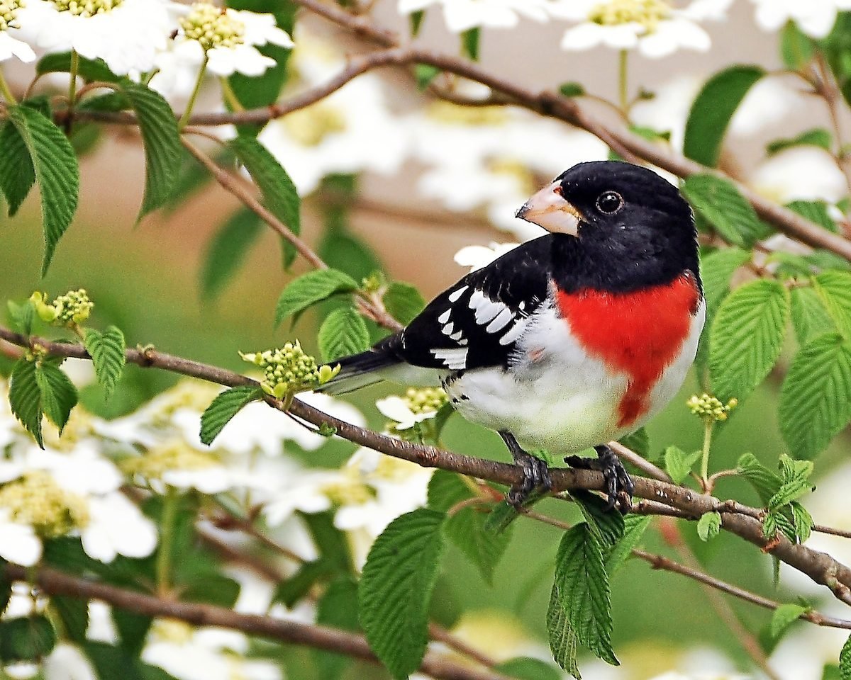 50 Best Spring Bird Pictures Ever