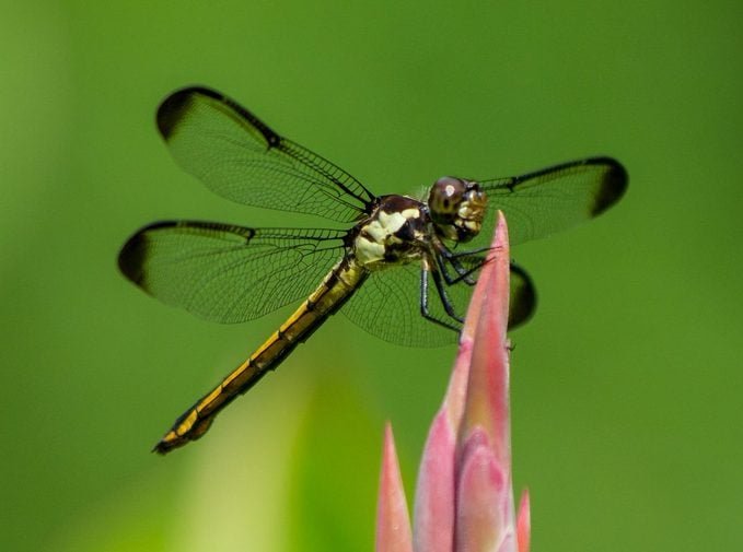 6 Fascinating Dragonfly Facts You Should Know