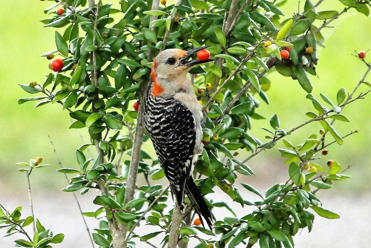 7 Backyard Birds That Eat Berries