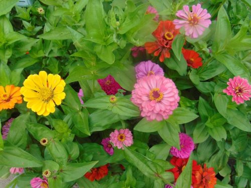 Plant Zinnia Flowers for a Rainbow of Color