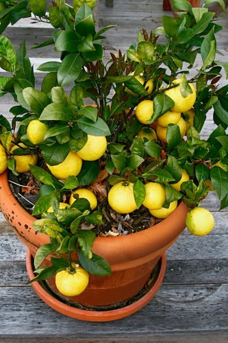Your Guide to Growing Fruit Trees Indoors in Pots
