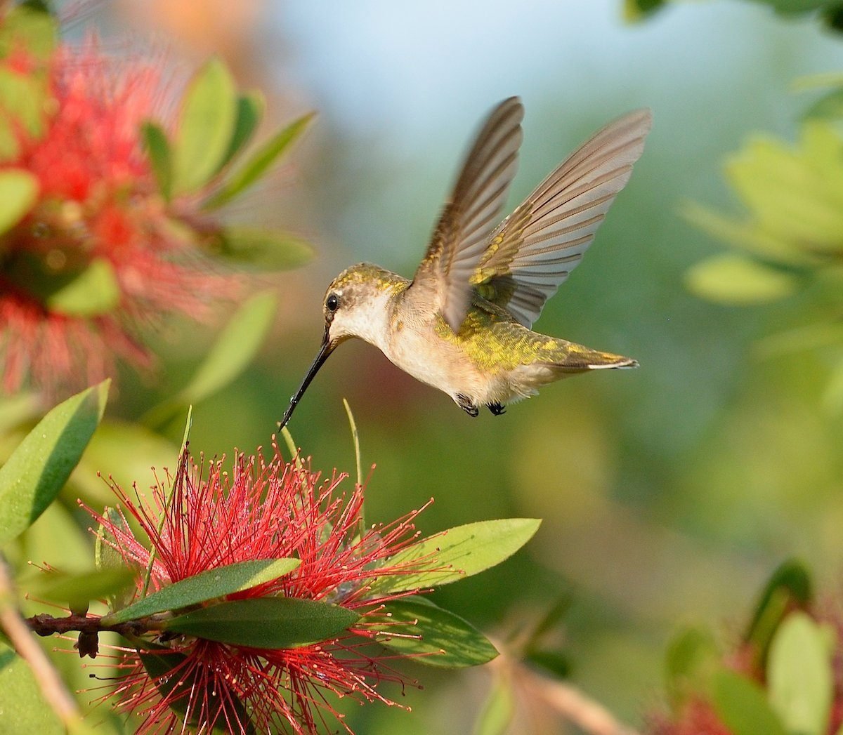 The Truth About Common Hummingbird Myths