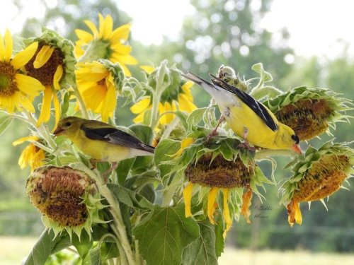 16 Gorgeous Goldfinch Pictures to Brighten Your Day