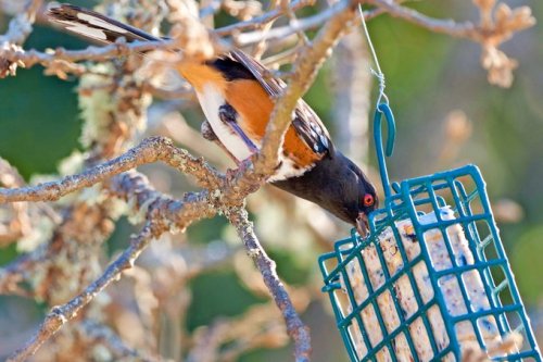The 8 Best Feeding Tips for Fall Birds