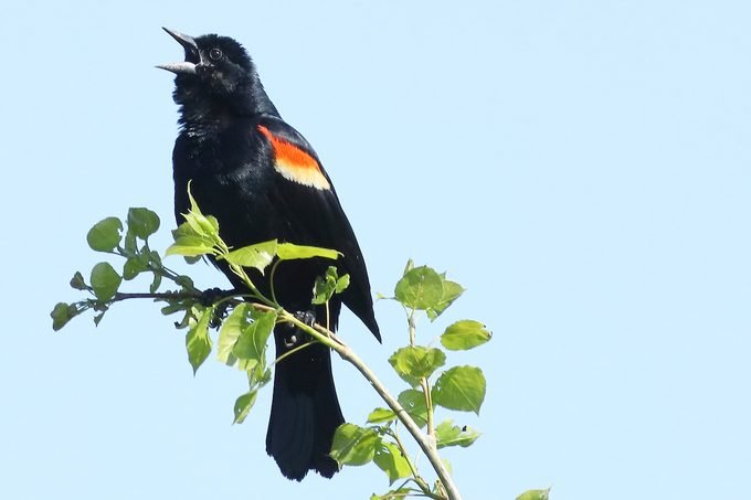 16 Fascinating Facts About Bird Sounds