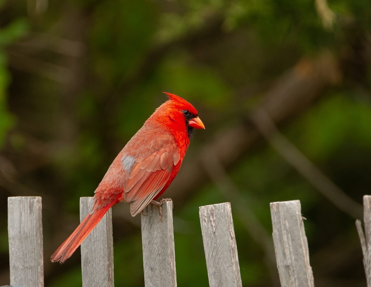 If You See a Cardinal, Here’s What It Means