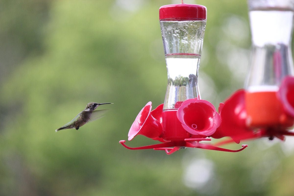 Keep Feeders Up for Migrating Fall Hummingbirds