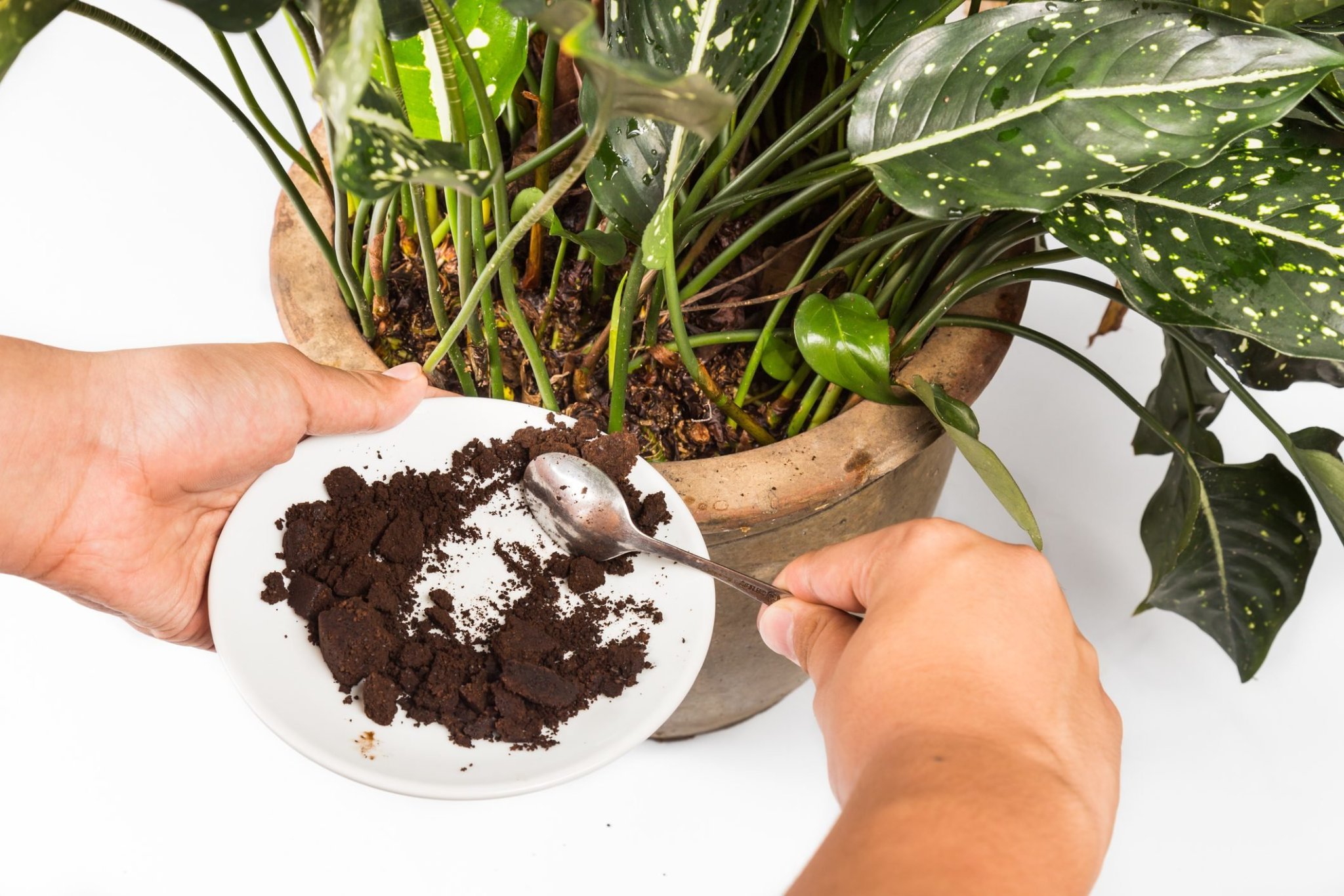 Should You Use Coffee Grounds in the Garden?