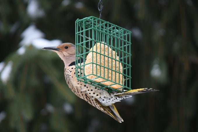 12 Top Tips for Feeding Birds in Winter