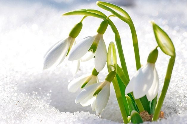 Top 10 Winter Bloomers For Your Flower Garden