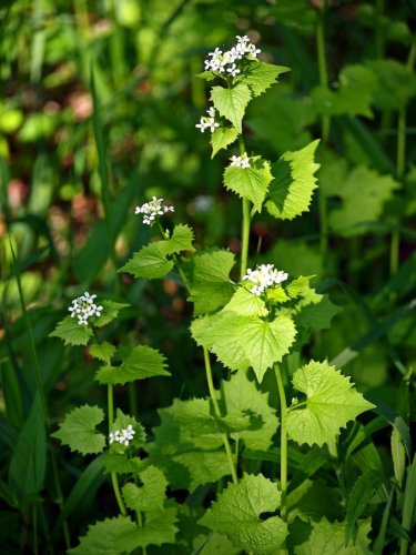 Garlic Mustard: A Noxious Invasive Weed