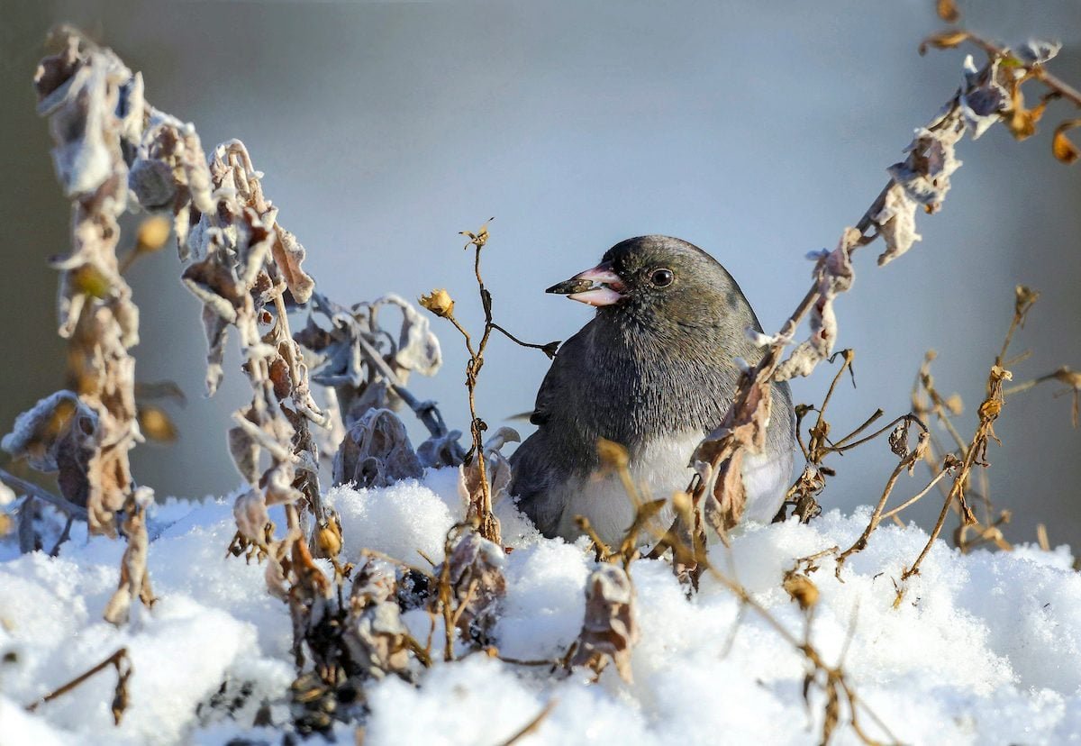 How to Attract More Juncos to Your Backyard