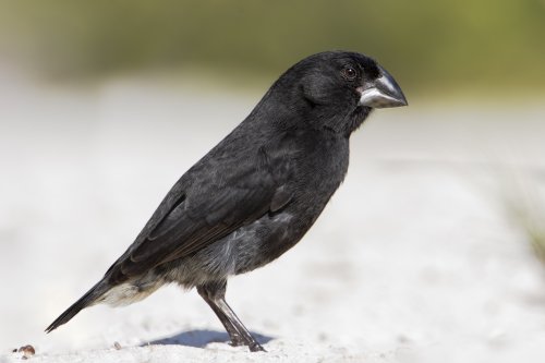 Tracking study of Darwin’s finches finds large nightly roosts