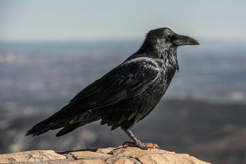 Why Do Crows Attack and Chase Hawks?
