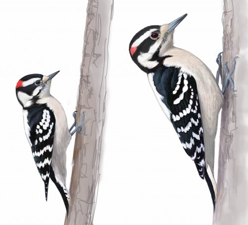 Recognizing subtle patterns on woodpeckers