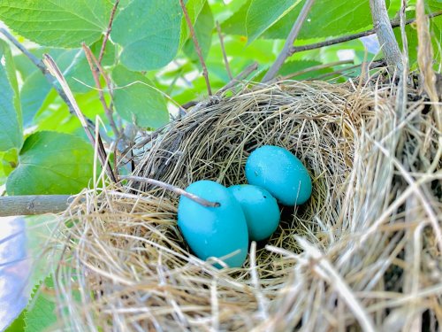 Which American Birds Lay Blue Eggs?