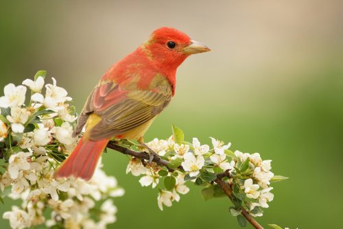 Study: Being around birds boosts mental health