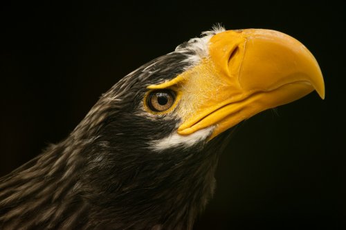 The 5 Types of Eagles in America (And Where to Actually See Them)