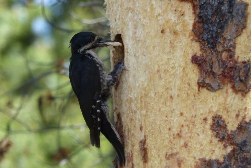 Study: Black-backed Woodpecker can breed in burned or unburned forests