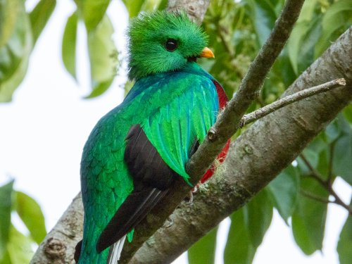 Birding in Costa Rica - Is it worth it?