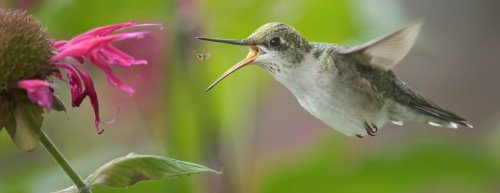 The Best Plants to Grow Now for More Birds All Year