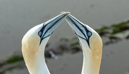 14 Striking White Birds That Will Stop You in Your Tracks (And Where to Spot Them)