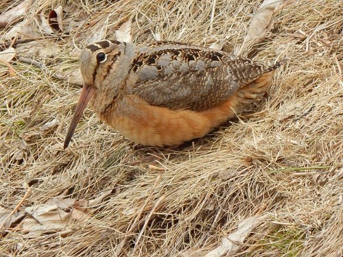 The First Birds of Spring: Which Species Arrive First and Why