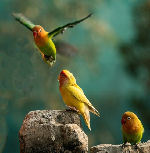 Photographer's Dream Destinations For Birding