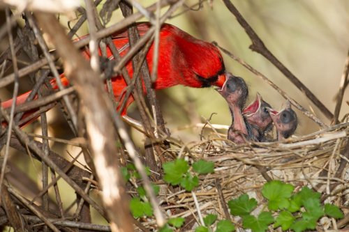 How Long Do Cardinals Live?
