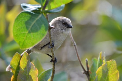 The Surprising Economic Impact of Birdwatching in the U.S