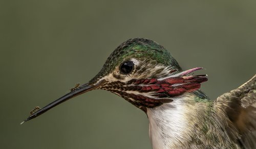 Why Bird Watching Can Be Great For Mental Health