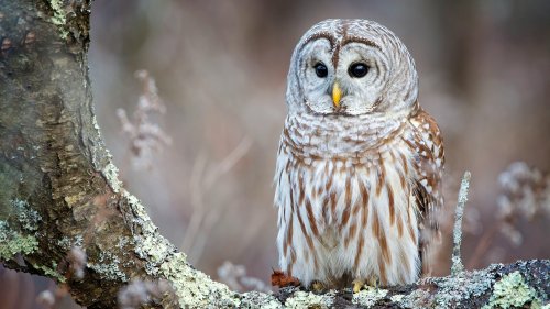 Owls in Texas: 13 Most Common with Photos