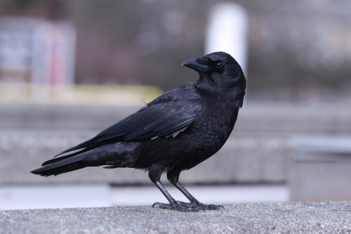 What Do Crows Eat?