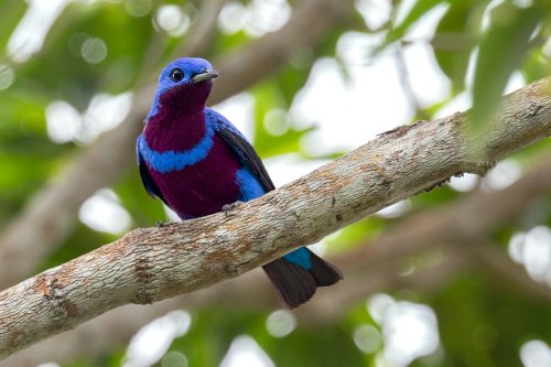 Latin American, Caribbean ornithologists call for breaking down barriers