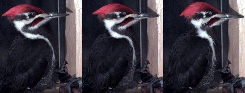New understanding of how woodpeckers hammer trees | Flipboard