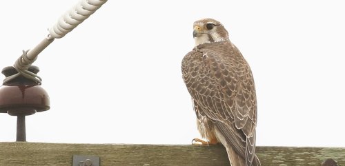 Types Of Falcons