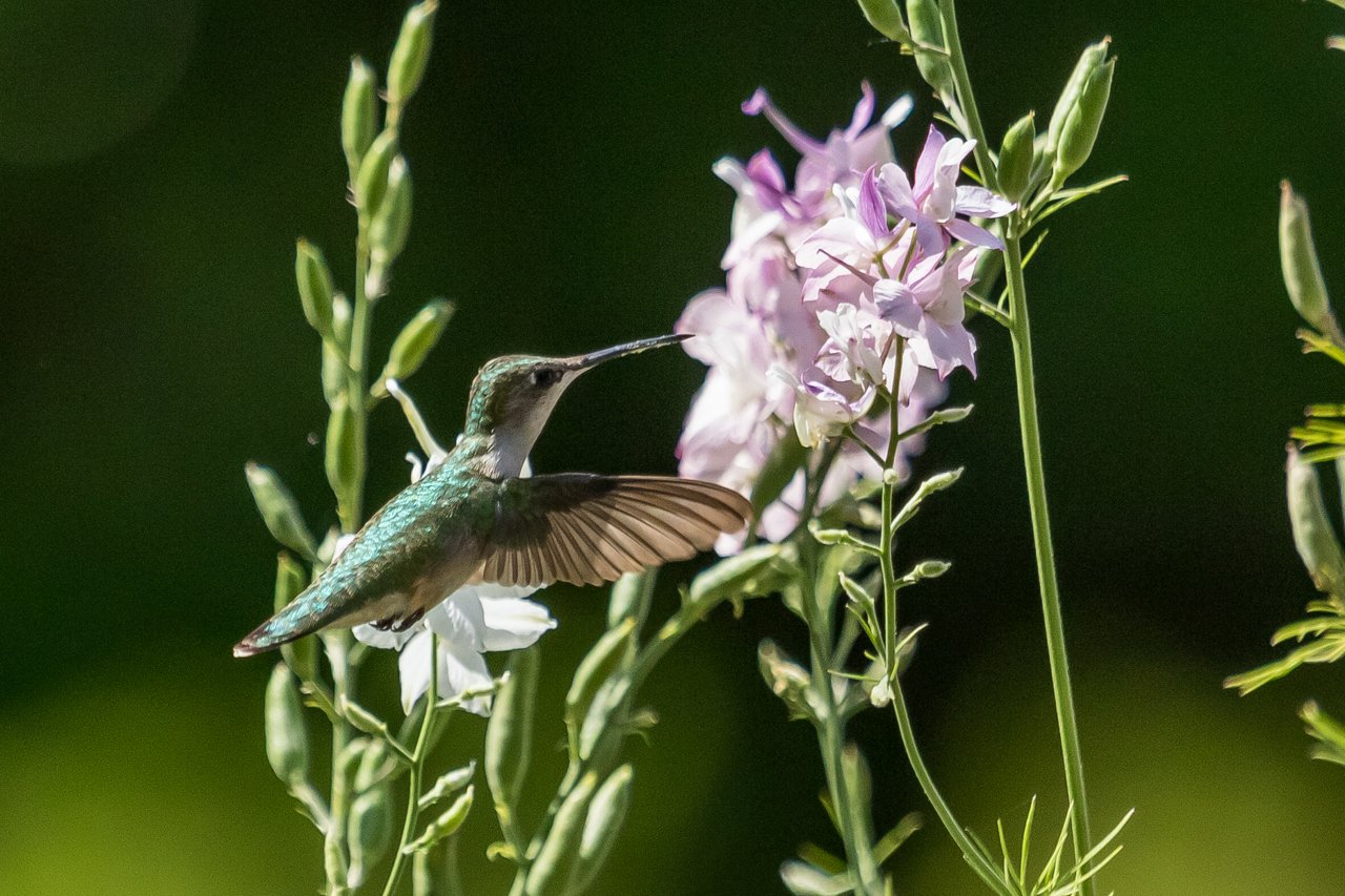 Hummingbirds are flocking south in their thousands as migration begins
