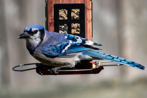 What Blue Jays Really See When They Spot Your Feeder