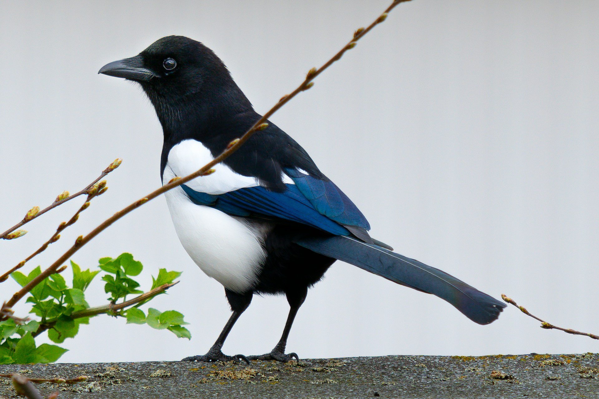Why Magpies Are Smarter Than You Think