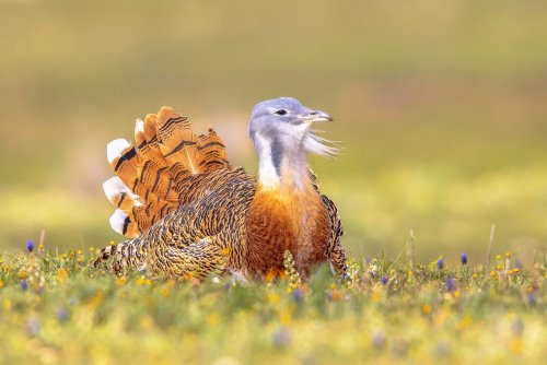 Bustards may self-medicate with plants