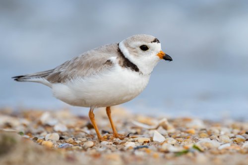 Shorebird eggs and nests destroyed in New York, feds offer rewards for leads