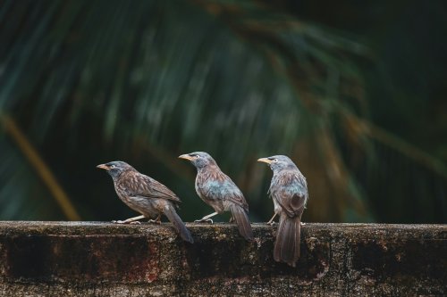 The Birdwatcher's Bucket List: Natural Phenomena You Have to See