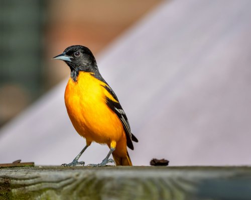How to Build the Perfect Oriole Feeder (Without Wasting Fruit)