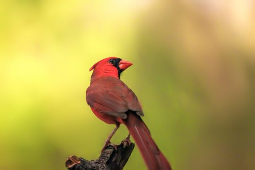 Do Blue Jays Scare Away Cardinals?